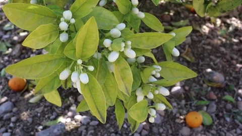 Orange tree branches with white flower buds swaying in garden breeze Stock-Footage 337392730
