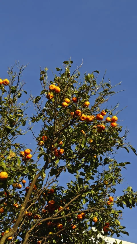 Orange tree branches in wind 库存影片 338295031