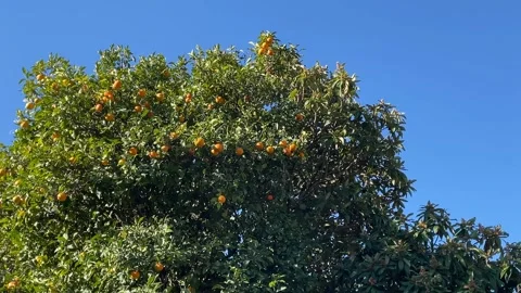 Orange tree with bright fruit set against clear blue sky background for nat.. Stock Footage 325312675