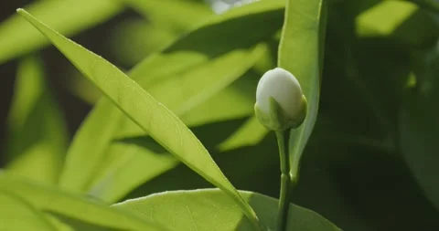 Orange tree bud macro light spring Stock Footage 305603249