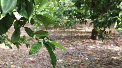 Orange tree buds above a citrus orchard with fallen fruit and irrigation Stock Footage 340127546