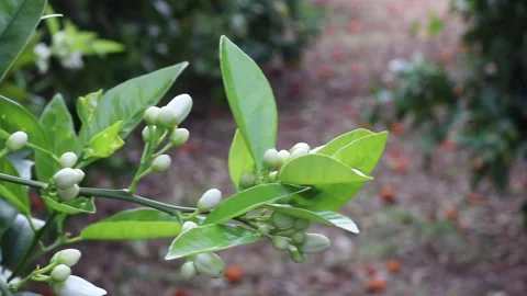 Orange tree buds swaying with orchard focus pull Stock-Footage 339417394
