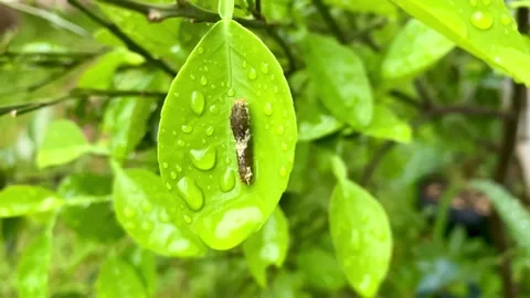 Orange tree caterpillar Stock Footage 230144199