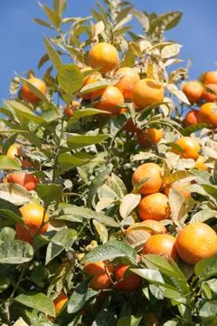 Orange tree - citrus sinensis Stock Photos