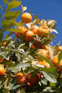 Orange tree - citrus sinensis Stock Photos