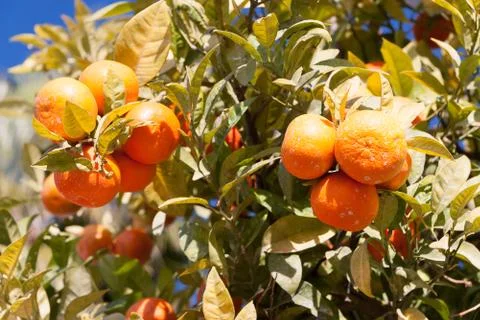 Orange tree - citrus sinensis Stock Photos