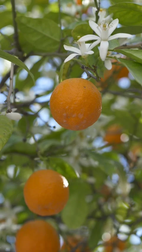 Orange tree Citrus sinensis with ripe fruit and white blossom on branch. Orange Stock Footage 331995572