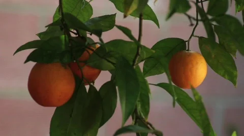 Orange Tree Close Stock Footage 739297