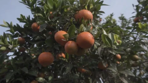 Orange tree close up Stock Footage 266924307