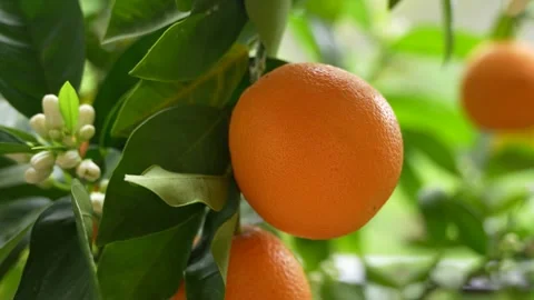 Orange Tree Close up in Greece. Perfect Real Video. Tangerine Harvest Slow .. Stock Footage 334888067