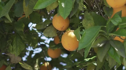 Orange Tree Close Up Hanging Fruit Sunny Day 4k Stock Footage