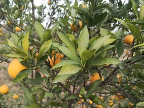 An orange tree close up image was taken in the garden Stock Photos