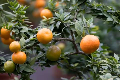Orange Tree in close Stock Photos