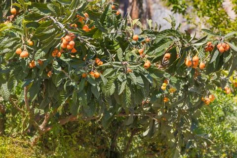 Orange tree close up view Stock Photos