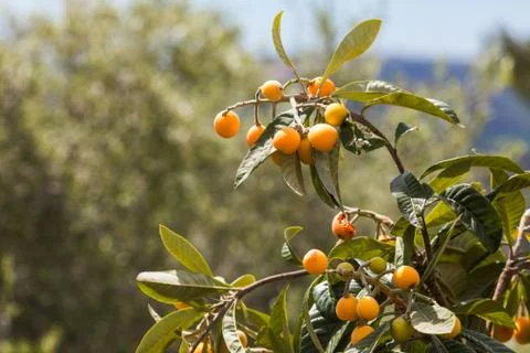 Orange tree close up view Stock Photos