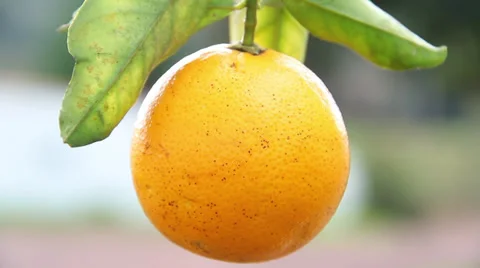 Orange in the tree closeup Video stock 39567359