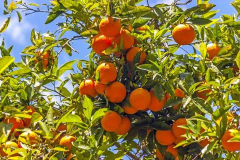 Orange tree closeup. Stock Photos