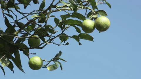 Orange tree in Colombia Stock Footage 166646553