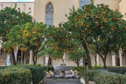 Orange Tree in Courtyard of Complesso Monumentale di Santa Chiara In Naples Stock Photos