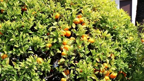 Orange tree covered with ripe fruit. Video stock 109151292