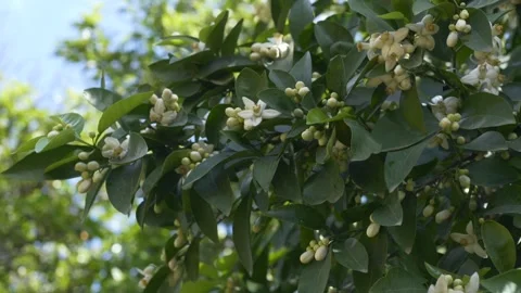 Orange tree covered with white blossoms in garden environment. Citrus aurantium Video stock 331579792
