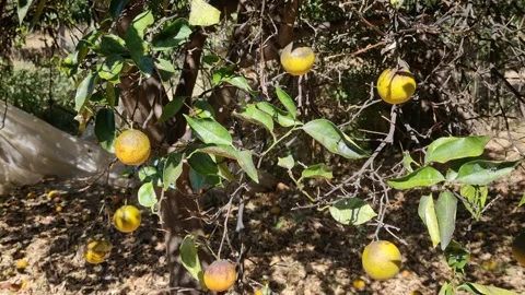 Orange tree with dark mold-stained leaves and bright ripe fruits in natural sunl 스톡 동영상 317492383