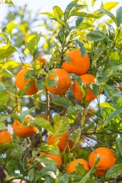 Orange tree in day sunlight Stock Photos
