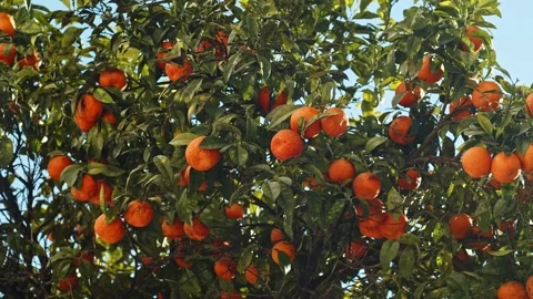 An orange tree dotted with ripe oranges against a blue sky. Panning branche.. Stock Footage 235463225