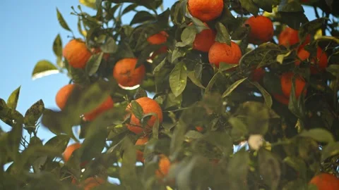 An orange tree dotted with ripe oranges against a blue sky. Panning branche.. Stock Footage 263549592