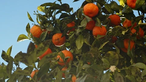 An orange tree dotted with ripe oranges against a blue sky. Stock Footage 302920576