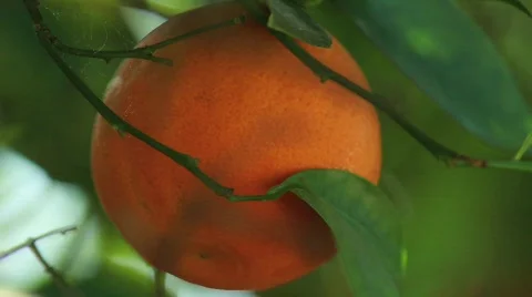 Orange Tree Extreme Close Stock Footage 739286
