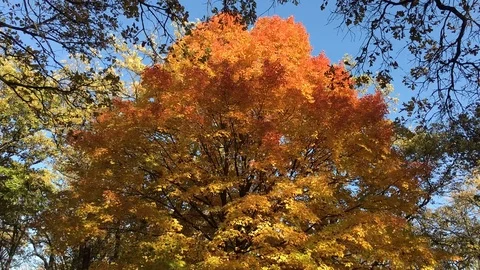 Orange Tree Fall Time Lapse Stock Footage 80846779