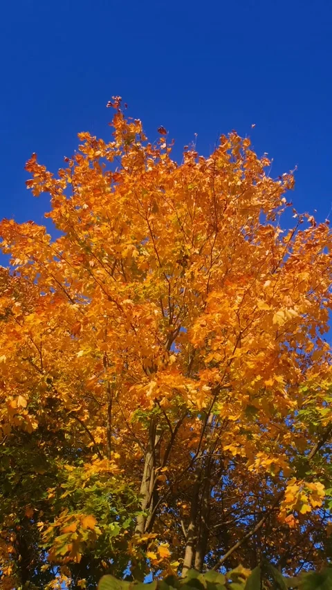An orange tree in the fall vertical. A tree with yellow fall foliage. 库存影片 347404961