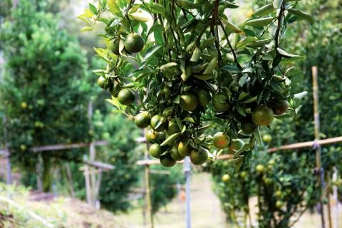 Orange on tree in farm. Stock-Fotos