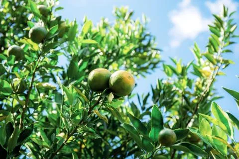 Orange tree in farm at sky. Stock Photos