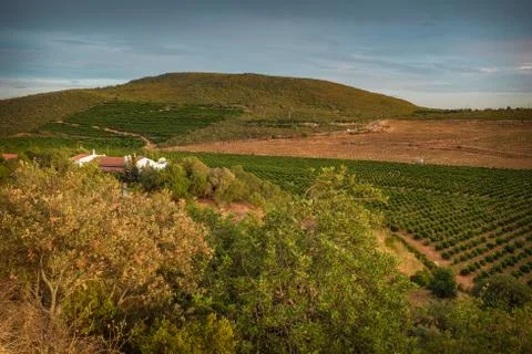 Orange Tree Field Stock Photos
