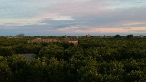 Orange tree fields Video stock 91411888