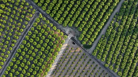 Orange tree fields at sunset. Aerial top down view. Stock Footage 258301978