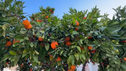 Orange tree filled with ripe citrus fruits under blue sky, orange tree freshness Stock Footage 328352227
