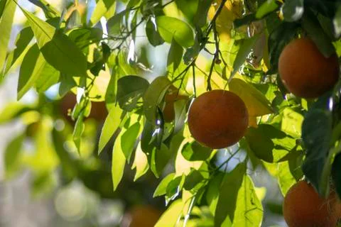 Orange Tree in Florida Sunlight Foto stock
