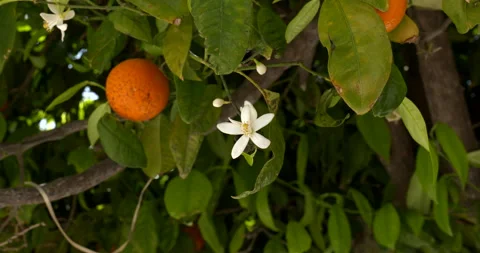 Orange tree with flower and fruit Stock Footage 194471022