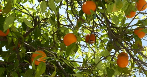 Orange tree with flower and fruit Stock Footage 194471086