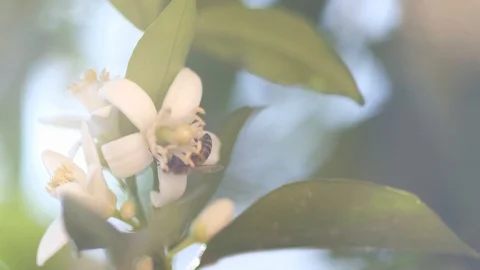 Orange Tree Flower and Working Bee Close UP 60FPS Stock Footage 127892981
