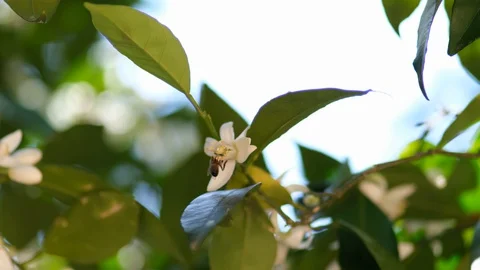 Orange Tree Flower and Working Honey Bee Close UP Stock Footage 127893432