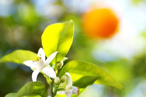 Orange tree flower close up Stock Photos