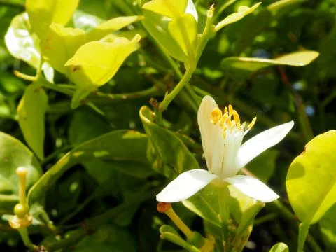 Orange tree flower. Stock-Fotos