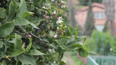 Orange Tree flowers Stock Footage 237112222
