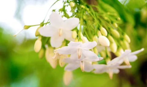 Orange tree flowers Stock Photos