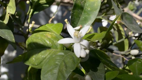 Orange tree flowers in the sun close up Vidéo 150703910