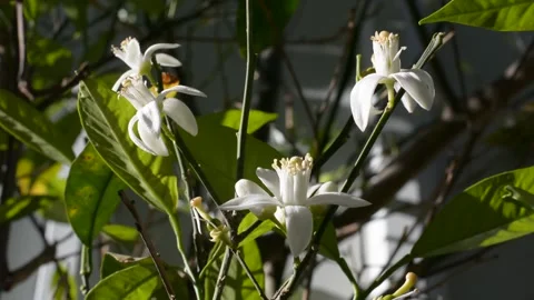 Orange tree flowers in the sun close up Vidéo 150703942